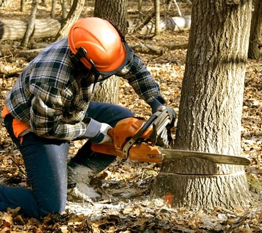 Tree Removal in Central Village, CT